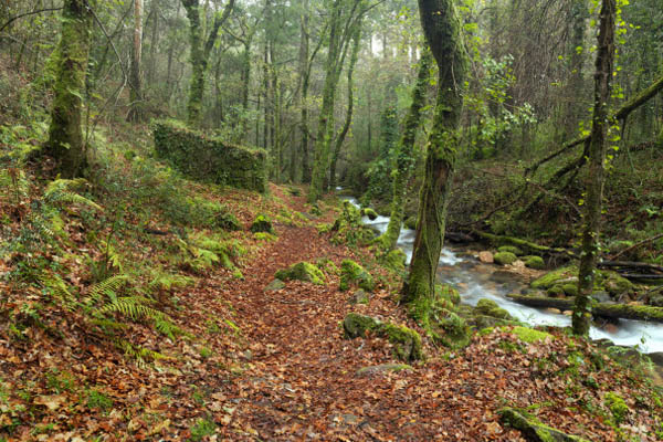 A Xunta de Galicia convoca a primeira edición da Bandeira Verde de Galicia